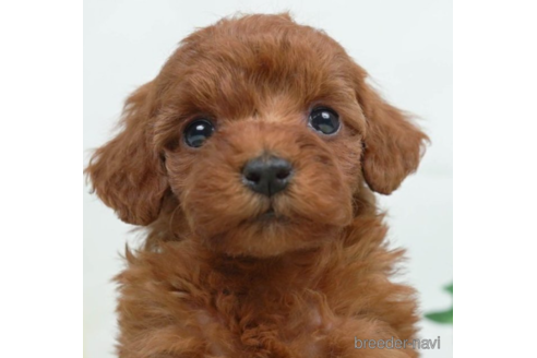 成約済の千葉県のトイプードル-225153の3枚目